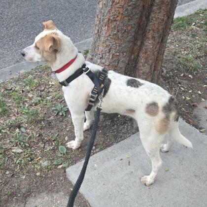 Enlarge Crema, a Adoptable mixed breed in Washington, DC image 3/3