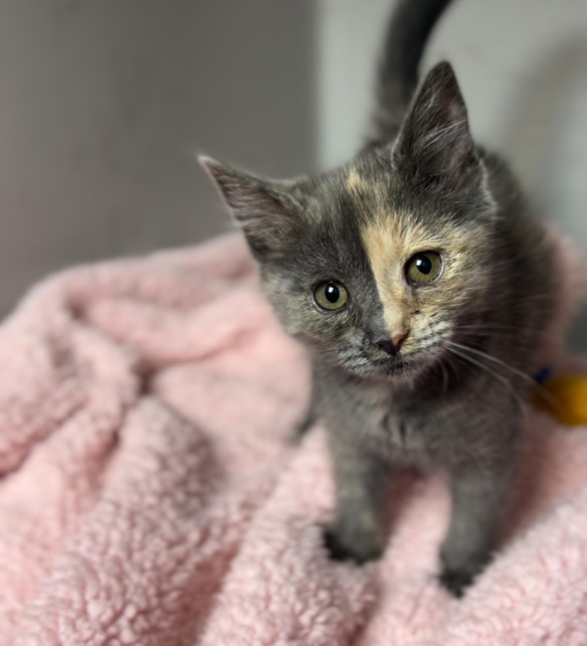Muffin, Young Female unknown