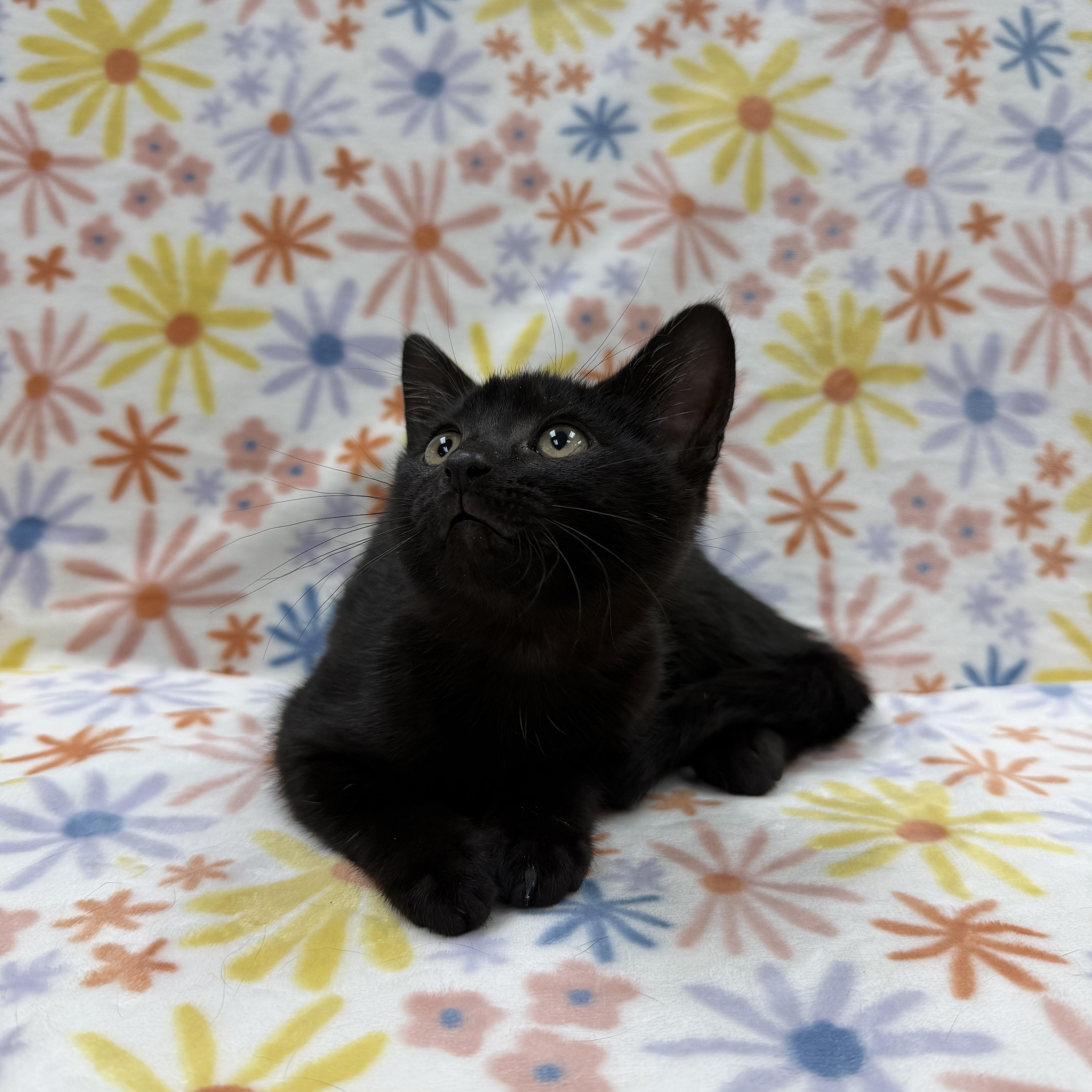 Enlarge Sequoia, an adopted Domestic Short Hair in Columbus, OH image 2/5