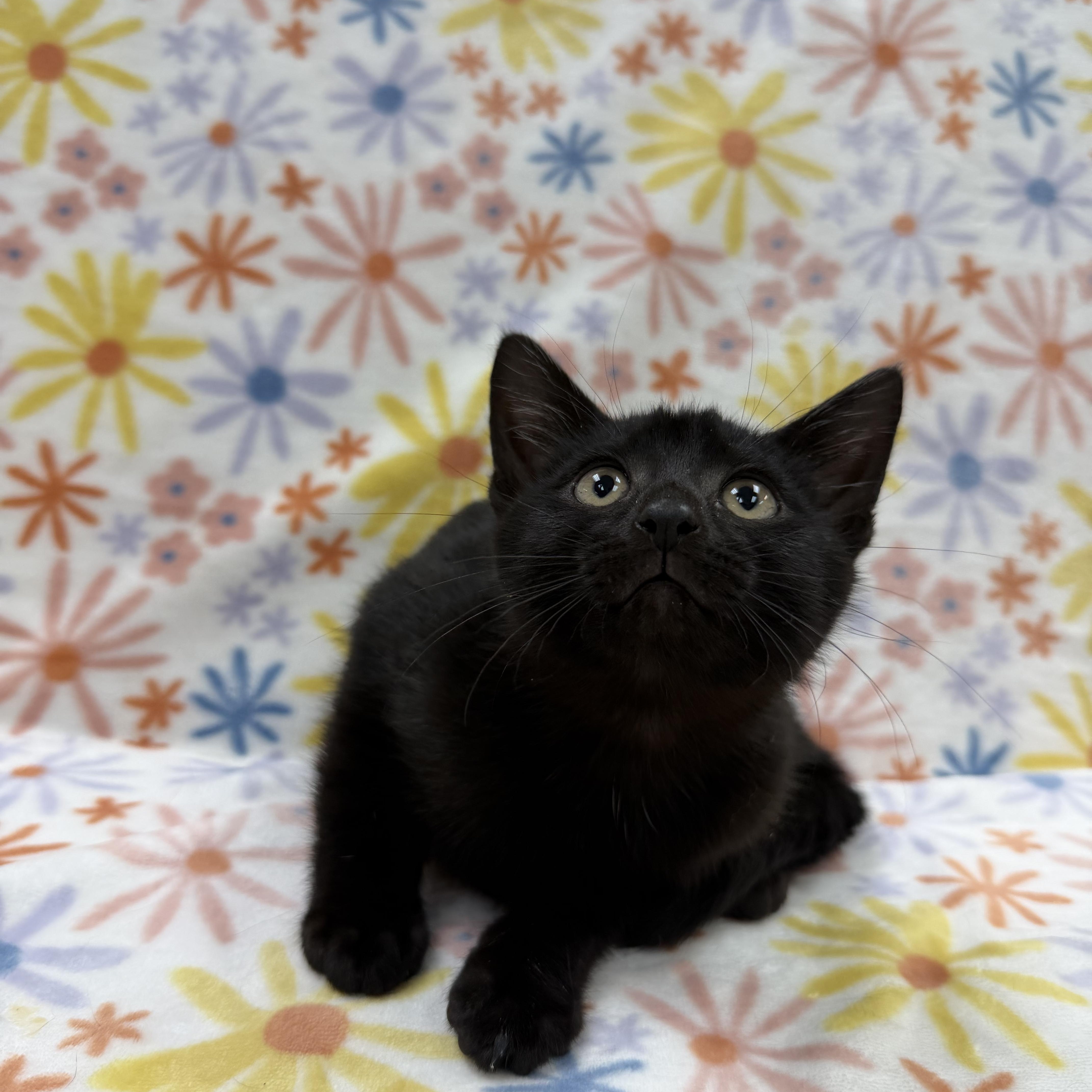 Enlarge Sequoia, an adopted Domestic Short Hair in Columbus, OH image 1/5