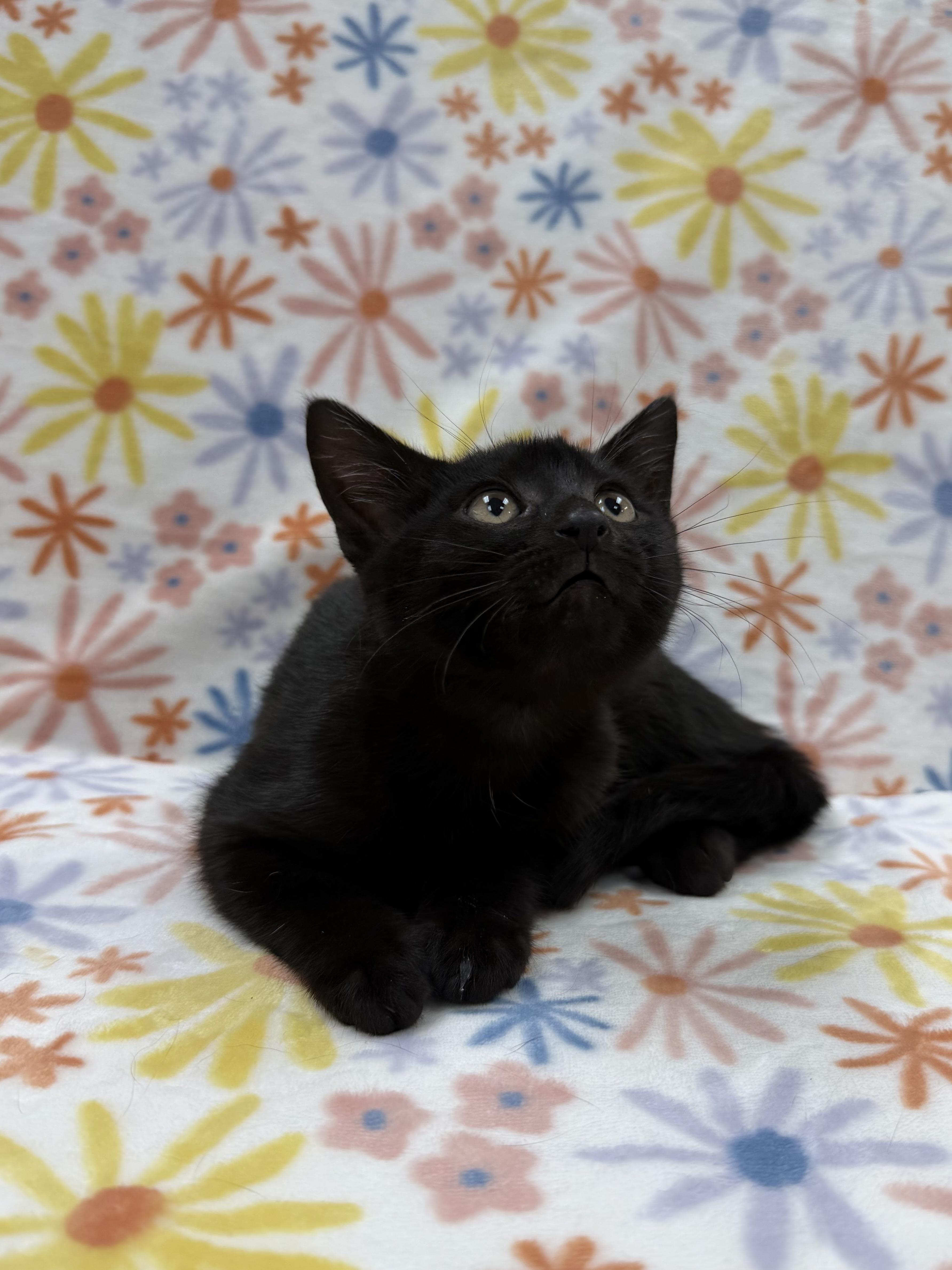 Enlarge Sequoia, an adopted Domestic Short Hair in Columbus, OH image 5/5