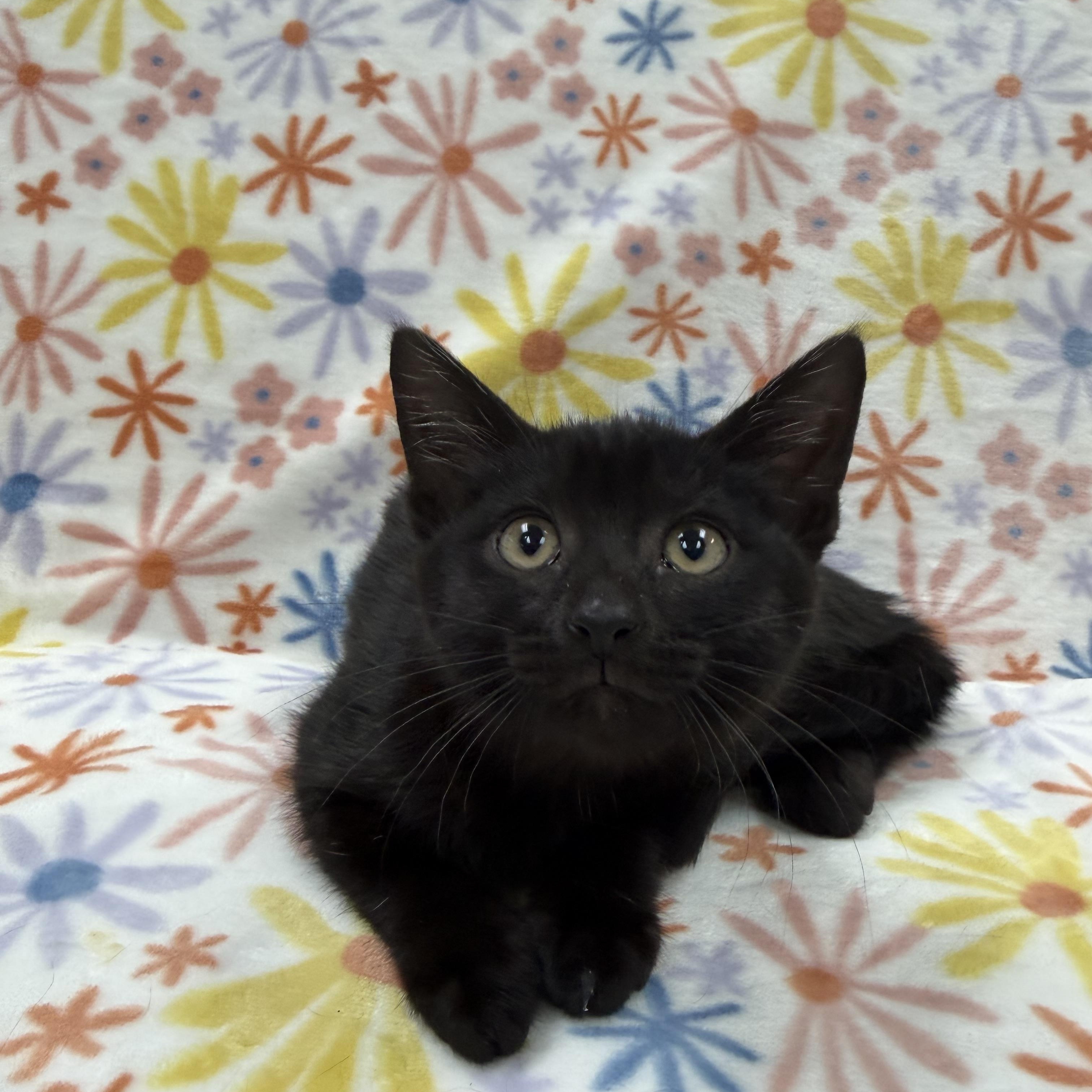 Enlarge Sequoia, an adopted Domestic Short Hair in Columbus, OH image 4/5