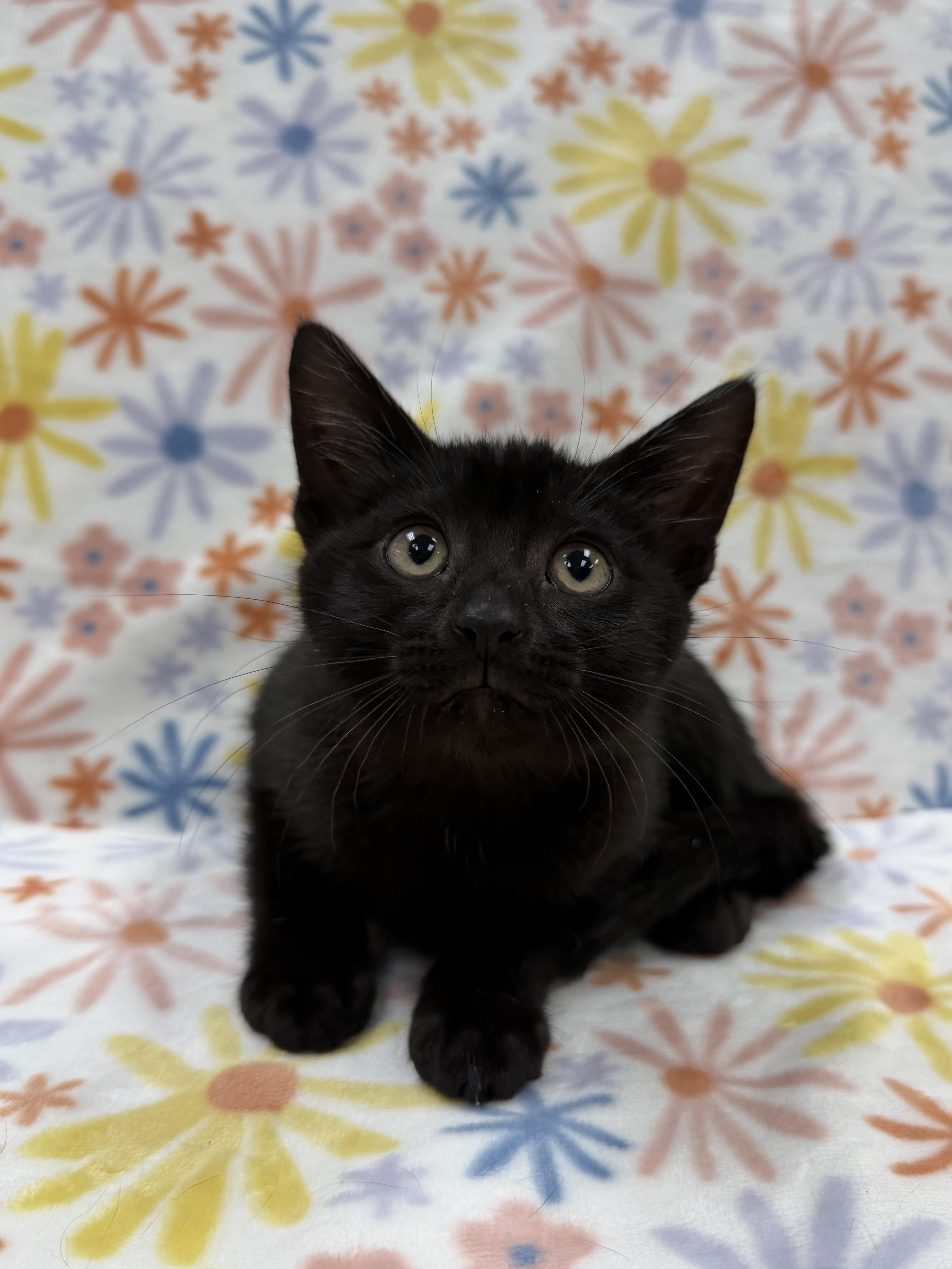 Enlarge Sequoia, an adopted Domestic Short Hair in Columbus, OH image 3/5