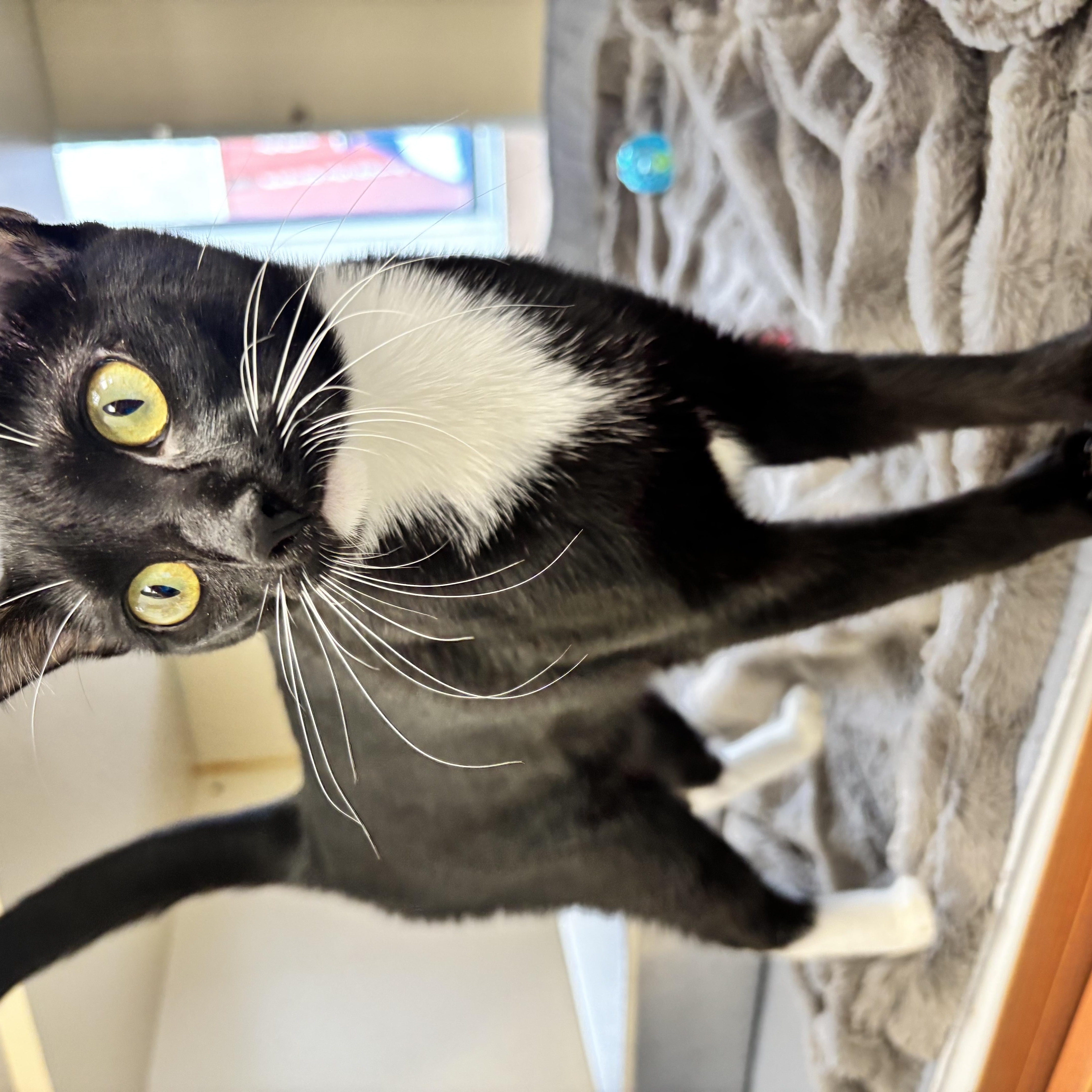 Enlarge Kaila, a ADOPTABLE mixed breed in Gloucester, MA image 1/1