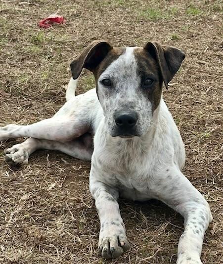 Pup Larry thumbnail 3