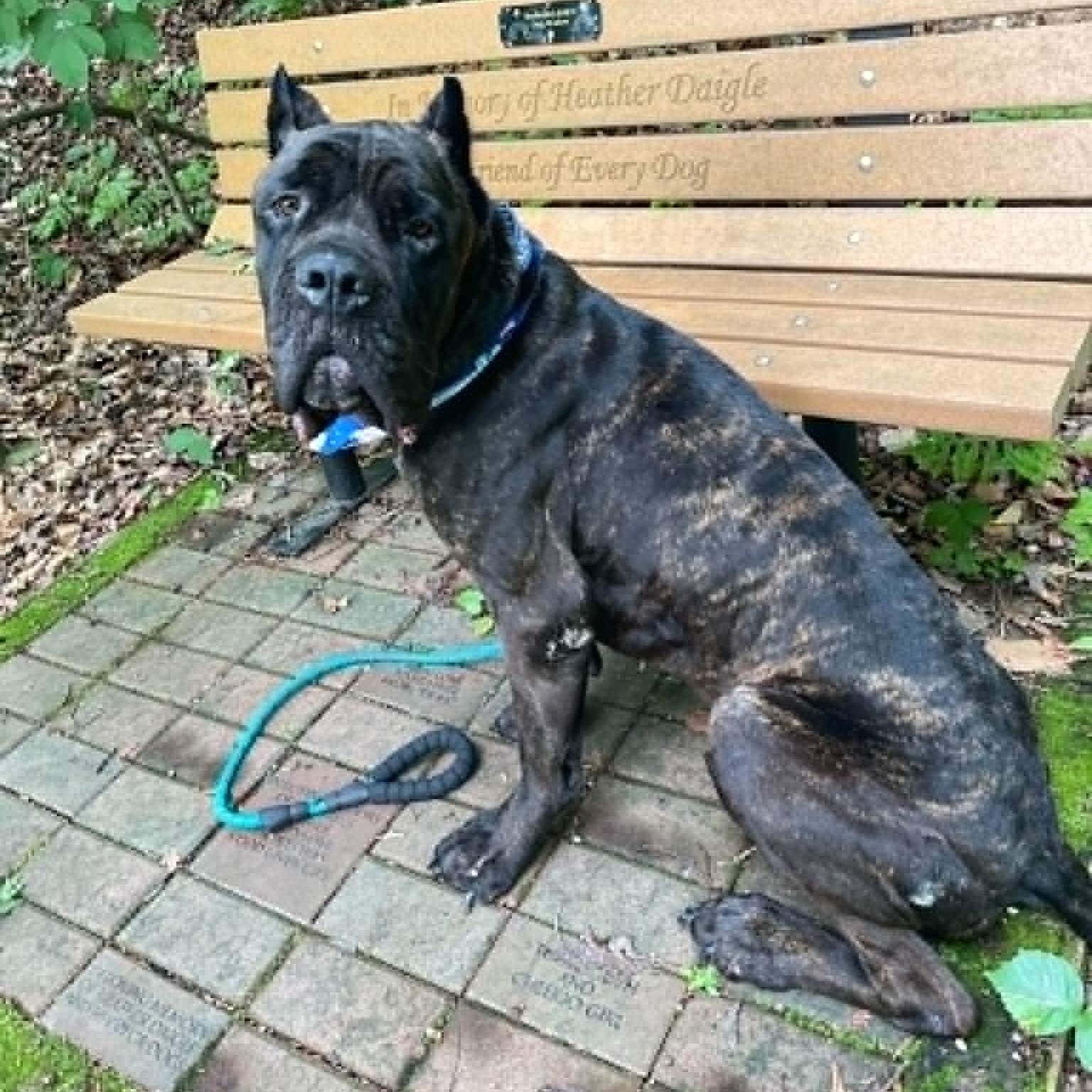 Hamilton, an adopted Cane Corso in Sunderland, MD image 6/6