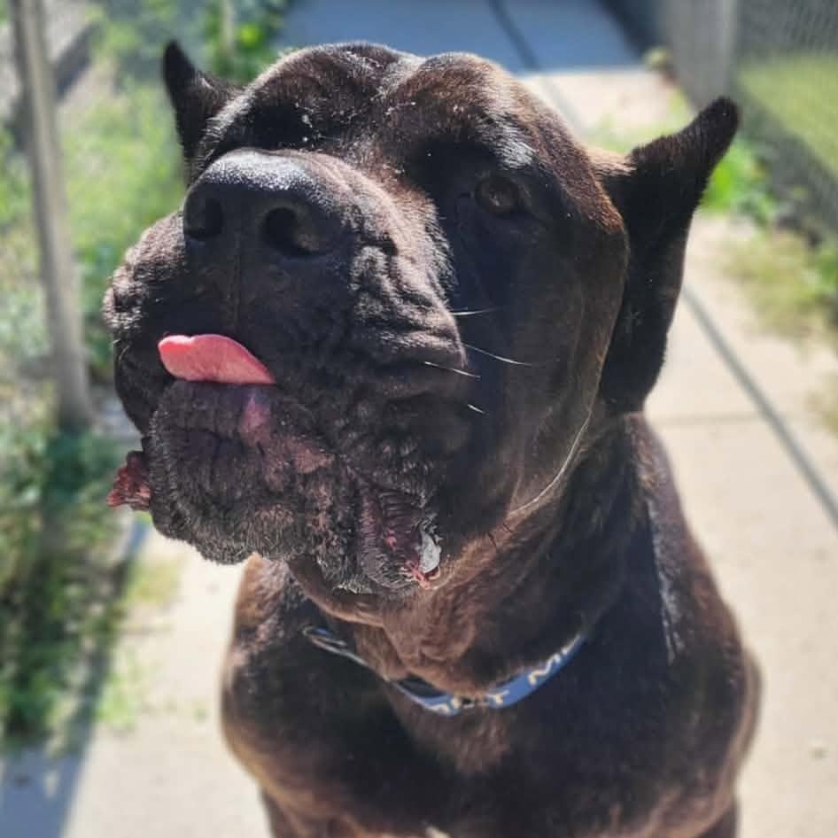Hamilton, an adopted Cane Corso in Sunderland, MD image 4/6