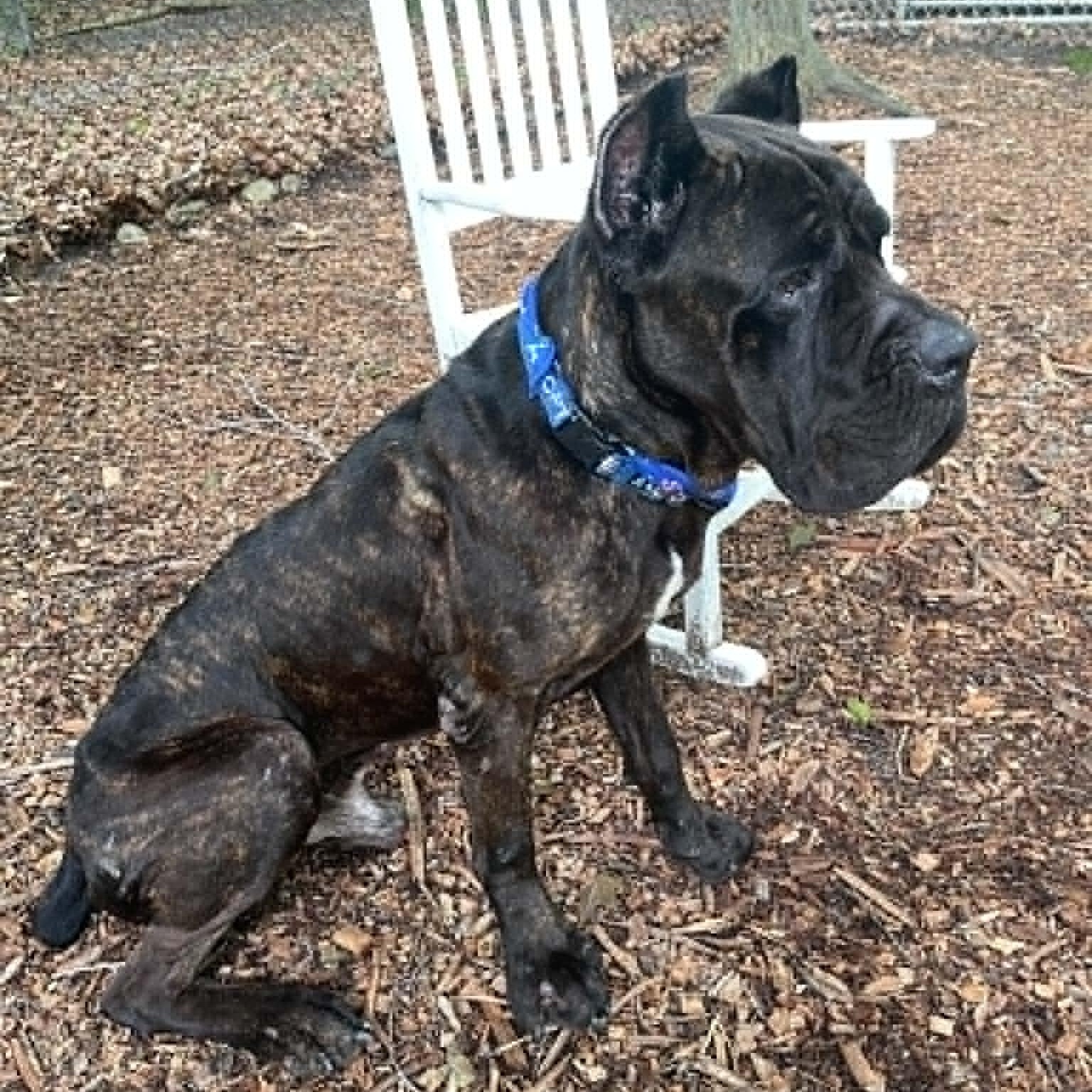 Hamilton, an adopted Cane Corso in Sunderland, MD image 2/6