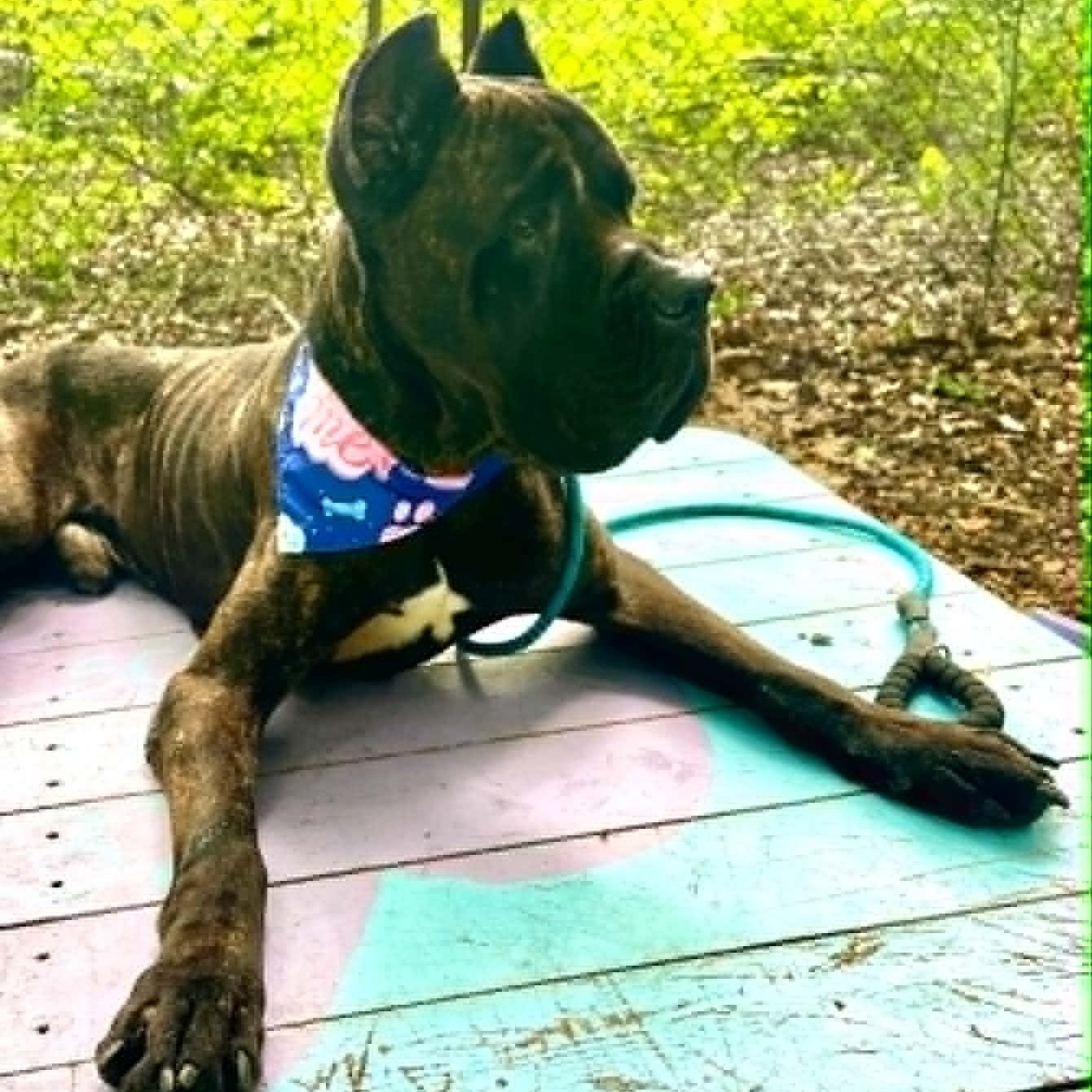 Hamilton, an adopted Cane Corso in Sunderland, MD image 5/6