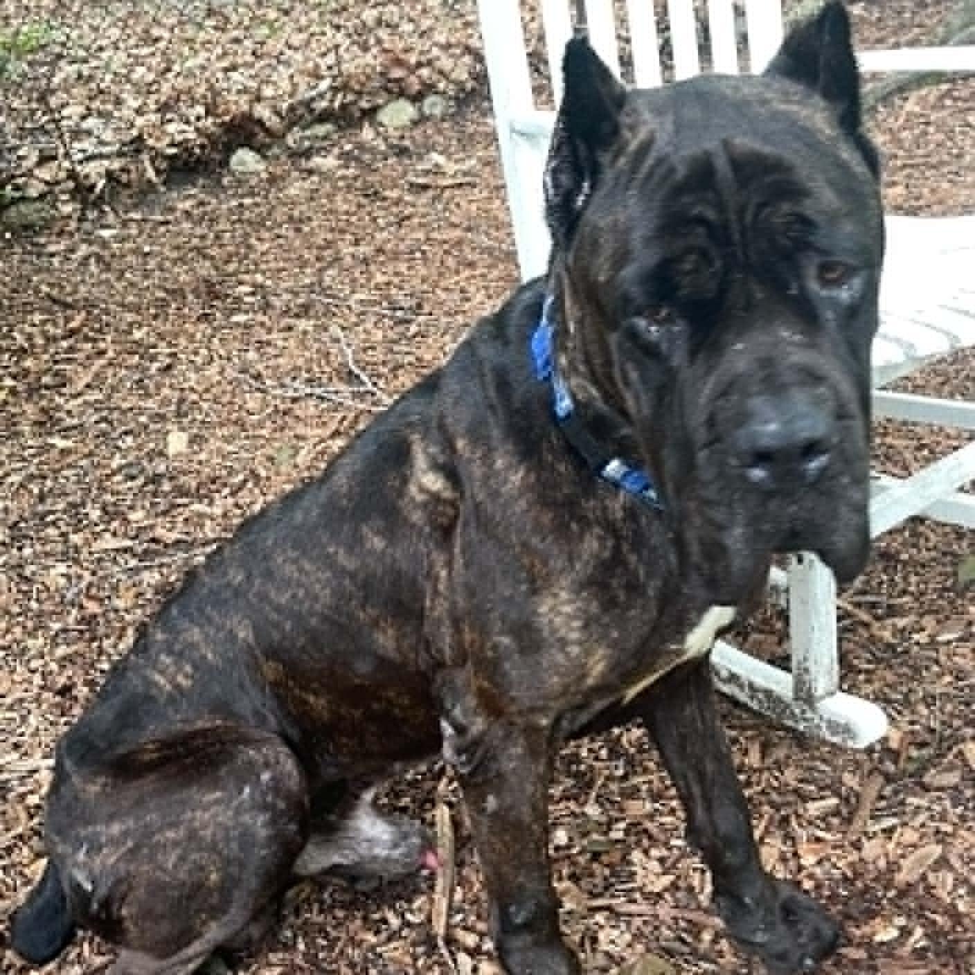Hamilton, adopted, Adult Male Cane Corso.