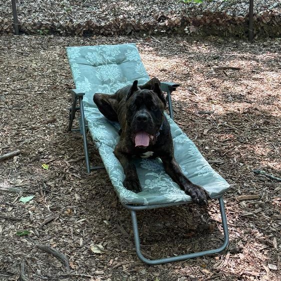 Hamilton, an adopted Cane Corso in Sunderland, MD image 3/6