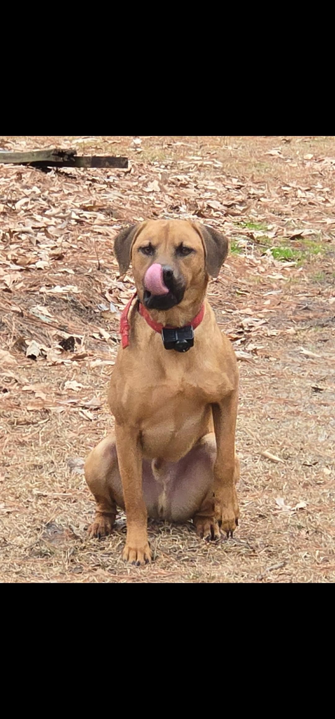 Enlarge Caramel Latte, a ADOPTABLE mixed breed in Lumberton, NC image 3/3