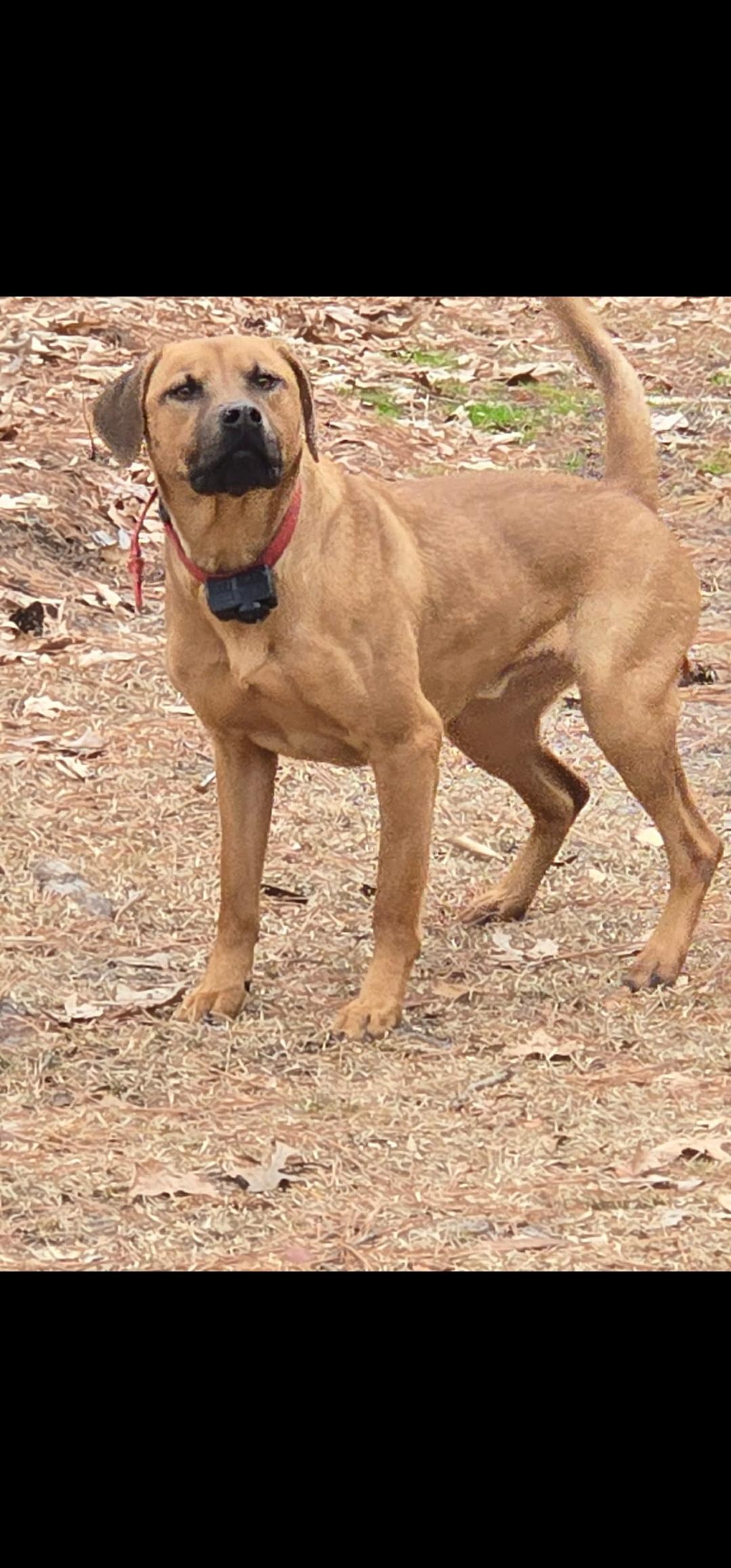 Caramel Latte, ADOPTABLE, Adult Male Labrador Retriever & Pit Bull Terrier.