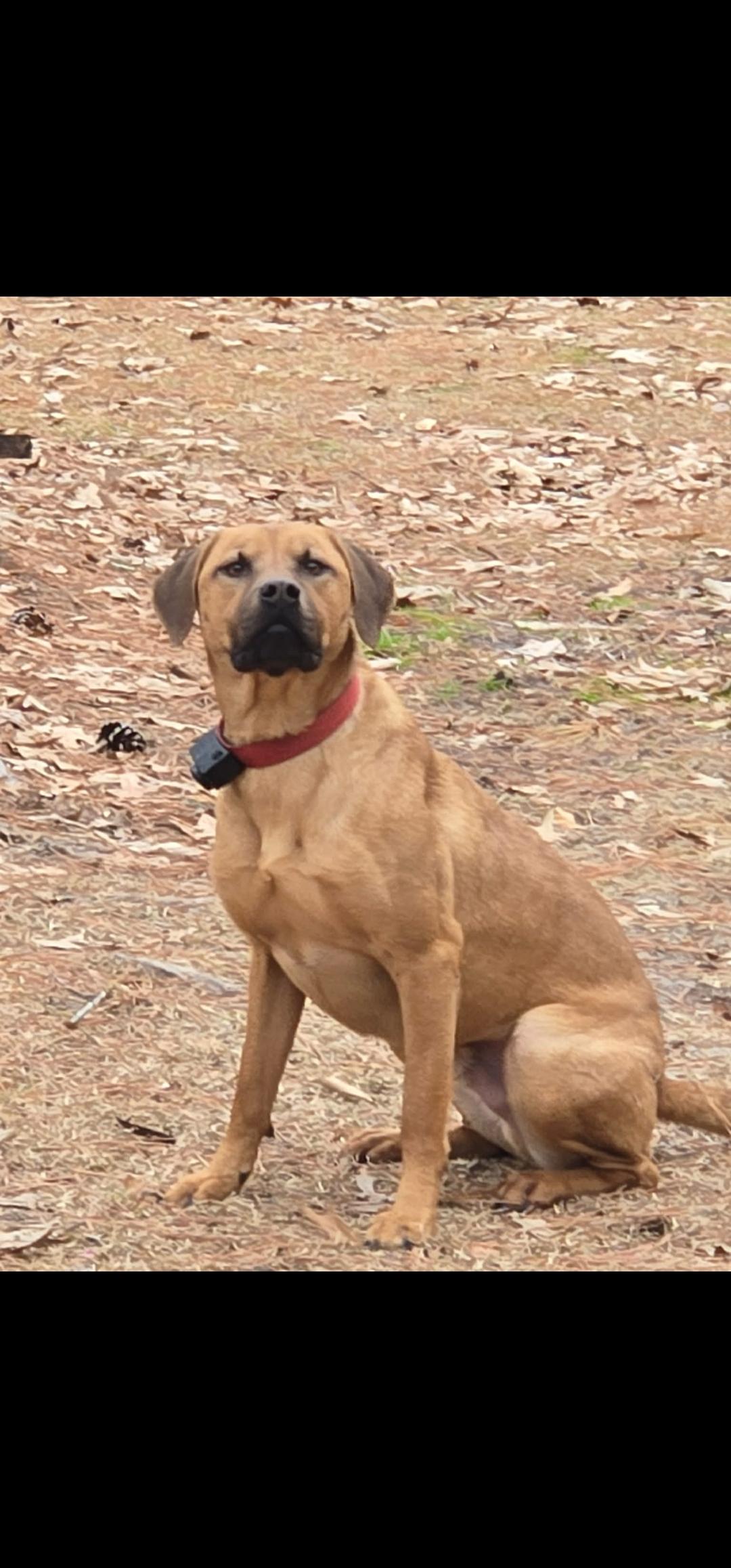 Enlarge Caramel Latte, a ADOPTABLE mixed breed in Lumberton, NC image 2/3