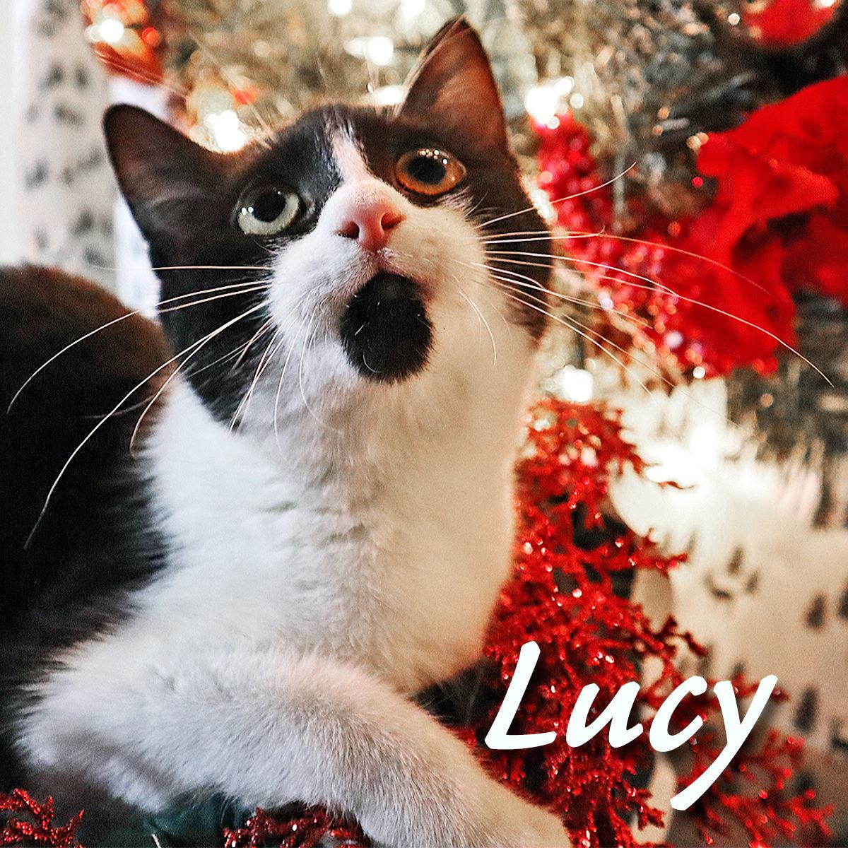 Lucy, Adoptable, Young Female Domestic Short Hair.