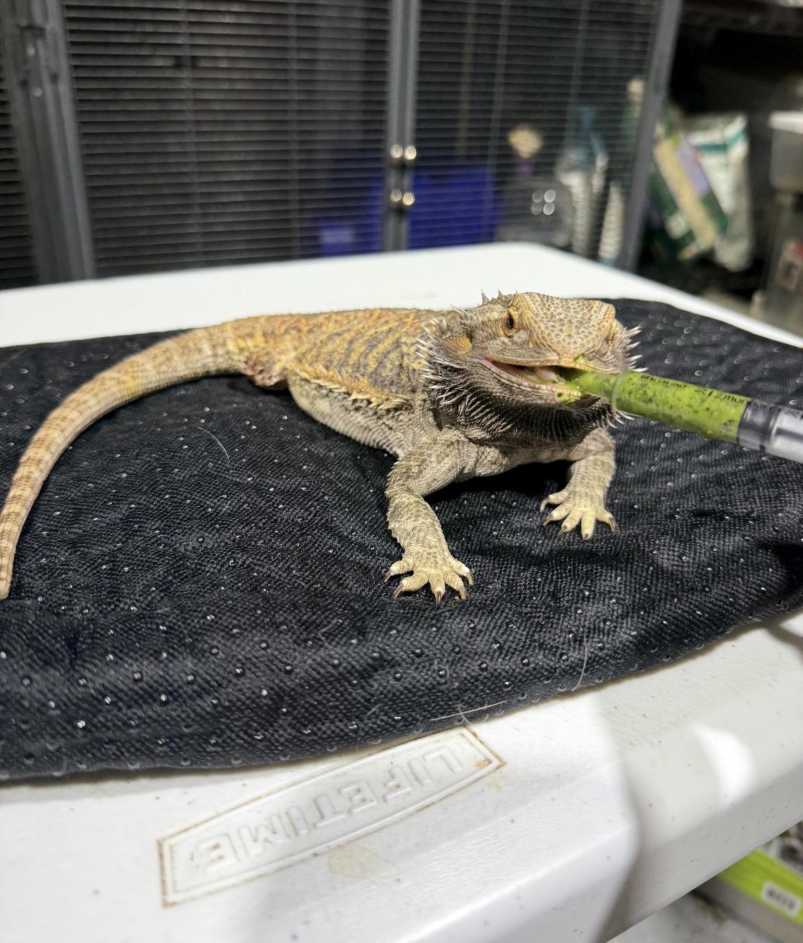 Enlarge Sandy *Special needs*, a ADOPTABLE Bearded Dragon in Howell, NJ image 1/2