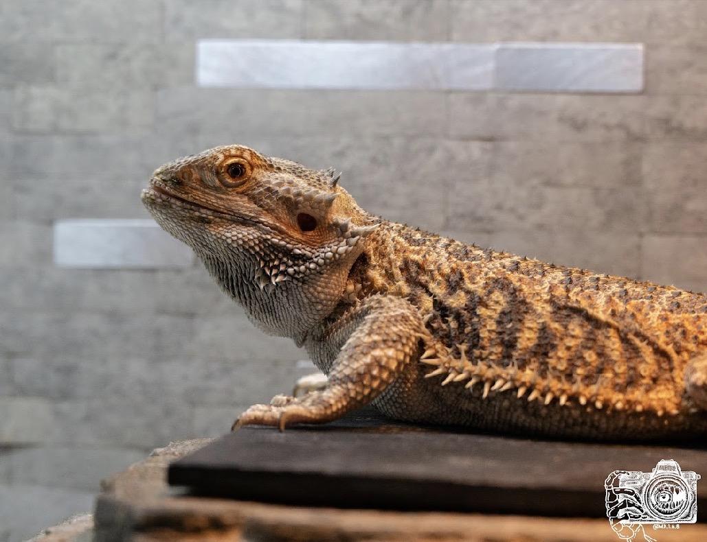 Enlarge Sandy *Special needs*, a ADOPTABLE Bearded Dragon in Howell, NJ image 2/2