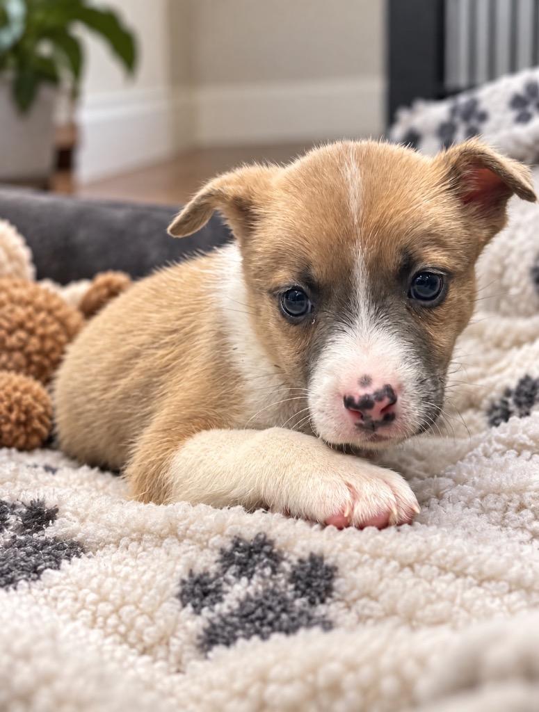 Enlarge Applejack, a Adoptable mixed breed in Reno, NV image 2/3