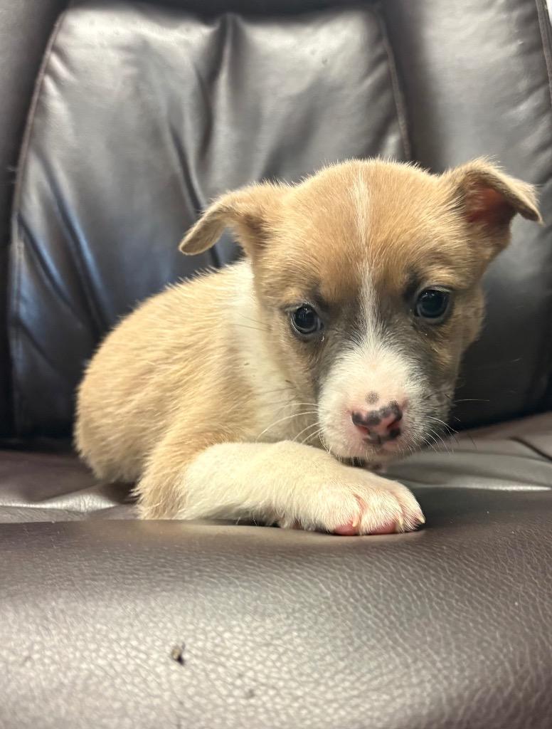 Enlarge Applejack, a Adoptable mixed breed in Reno, NV image 3/3