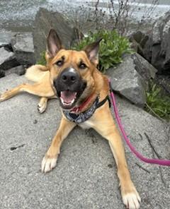Leon, a Adoptable mixed breed in Seattle, WA image 1/3