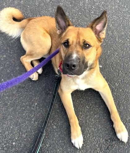 Leon, Adoptable, Adult Male German Shepherd Dog & Mixed Breed.