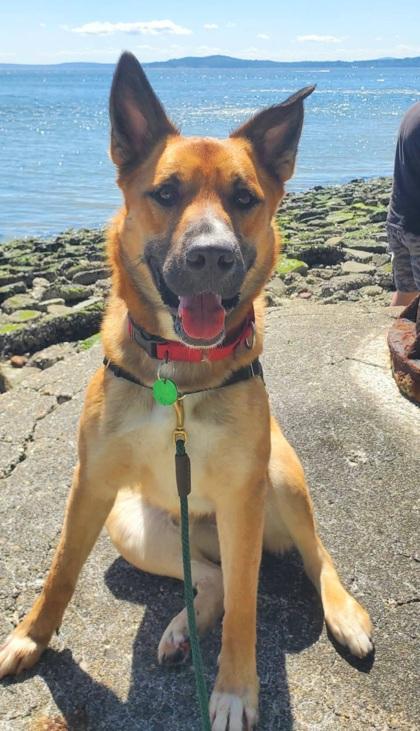 Leon, Adoptable, Adult Male German Shepherd Dog & Mixed Breed.