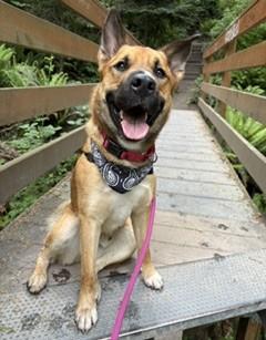 Leon, a Adoptable mixed breed in Seattle, WA image 3/3