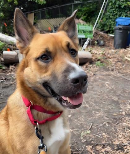 Enlarge Leon, a Adoptable mixed breed in Seattle, WA image 2/3