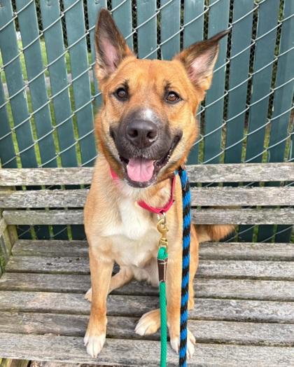 Enlarge Leon, a Adoptable mixed breed in Seattle, WA image 3/3
