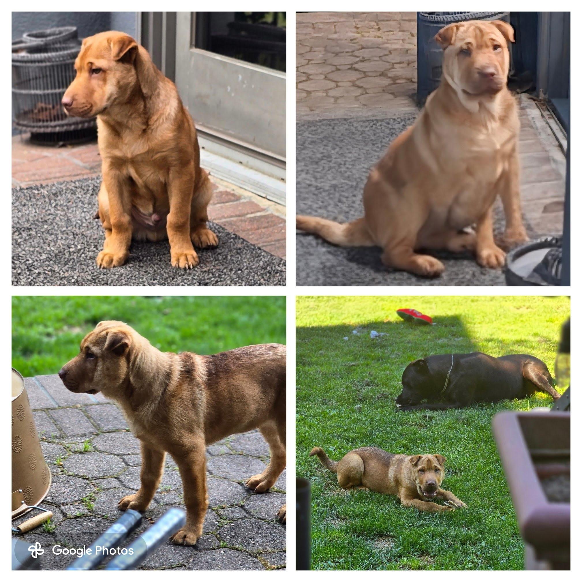 Enlarge Rocco, a ADOPTABLE Shar-Pei in South Amboy, NJ image 1/1