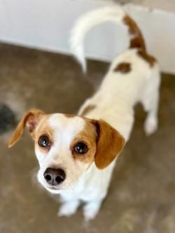 Jack A2026481, Adoptable, Adult Male Jack Russell Terrier.