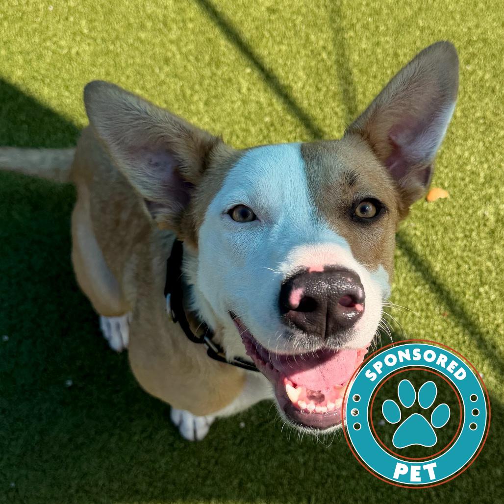 Lily, Adoptable, Adult Female Husky & Mixed Breed.