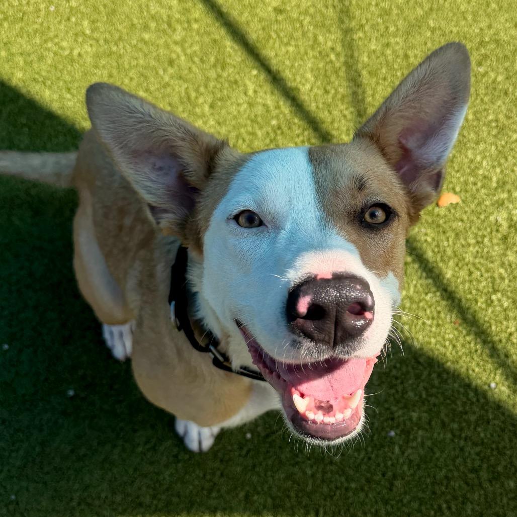 Lily, Adoptable, Adult Female English Bulldog.