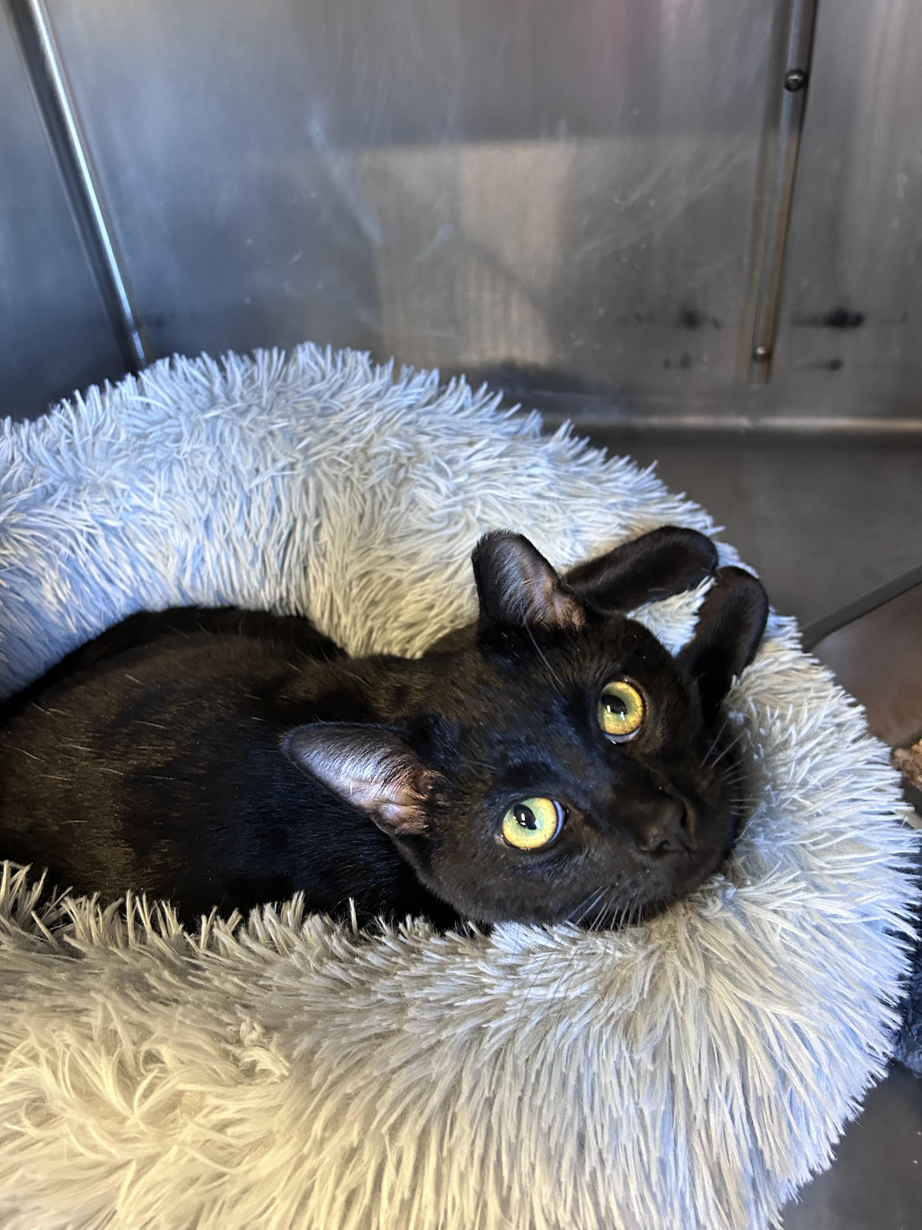 Rascal, ADOPTABLE, Adult Male Domestic Short Hair.