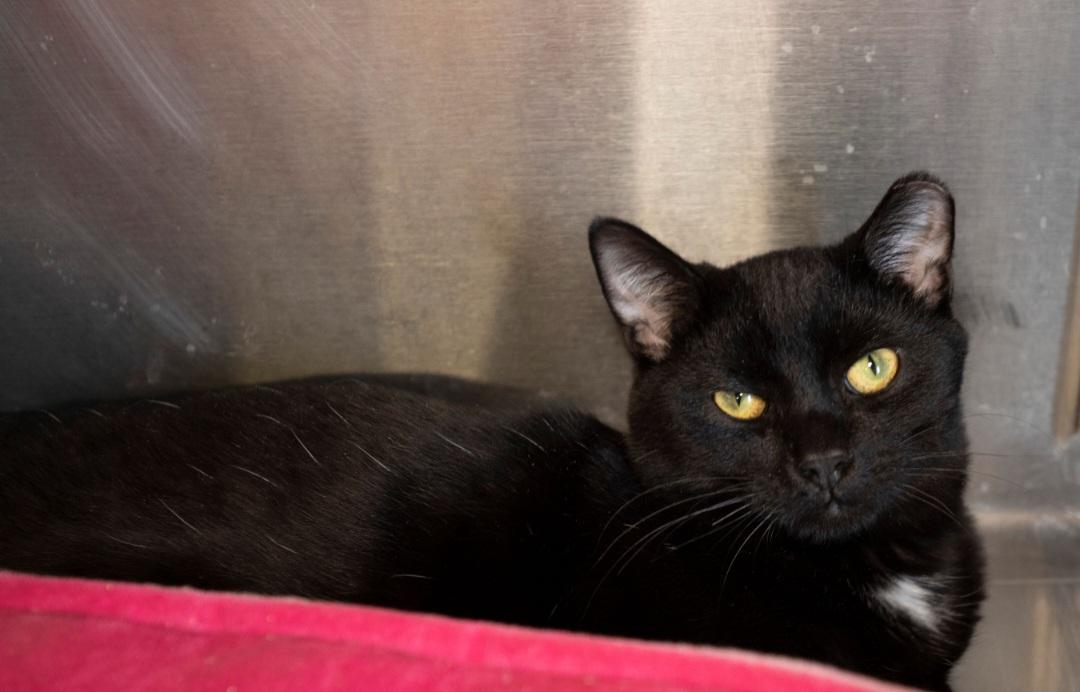 Enlarge Rascal, a ADOPTABLE mixed breed in Old Bridge, NJ image 1/1