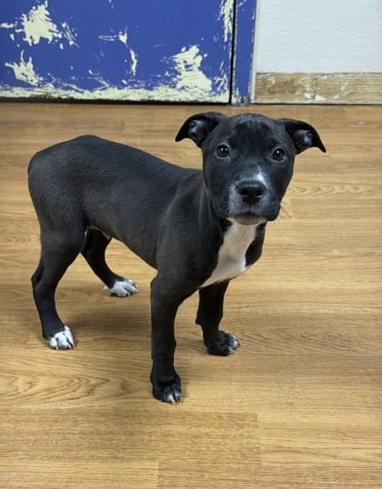 Kyle 50995, ADOPTABLE, Puppy Male Mixed Breed.