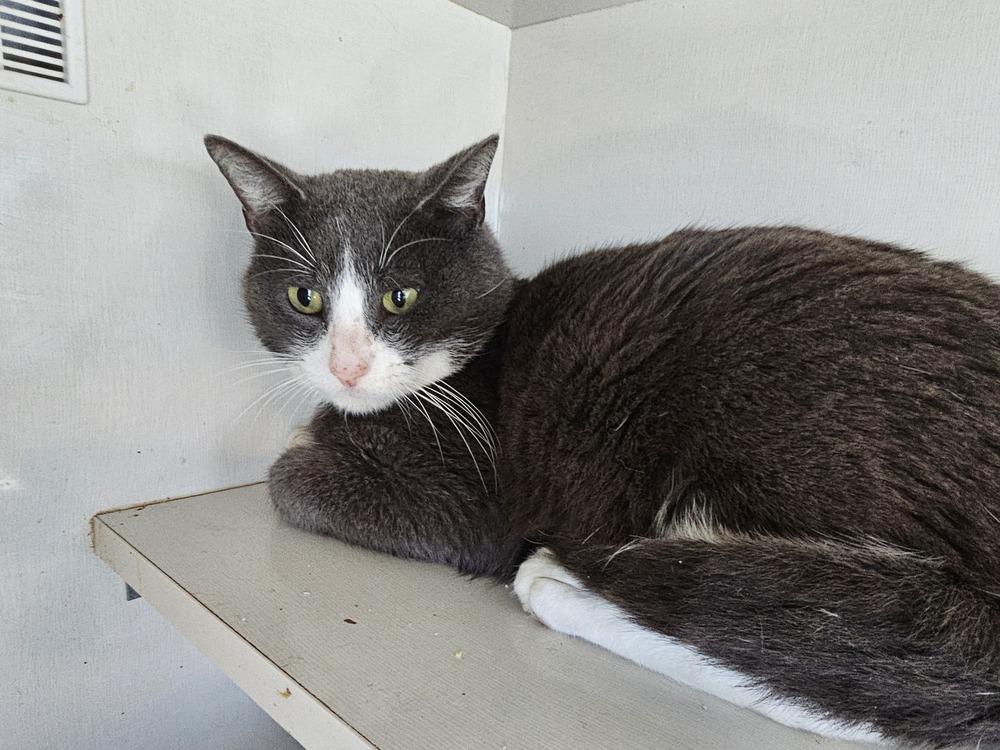 London, Adoptable, Adult Male Domestic Short Hair.