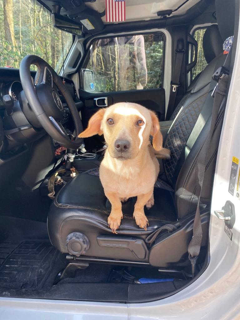 Lainey, Adoptable, Adult Female Dachshund & Mixed Breed.