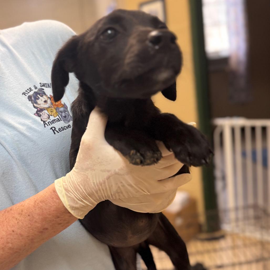 DAFFODIL (purple collar), Adoptable, Young Female Black Labrador Retriever & Mixed Breed.