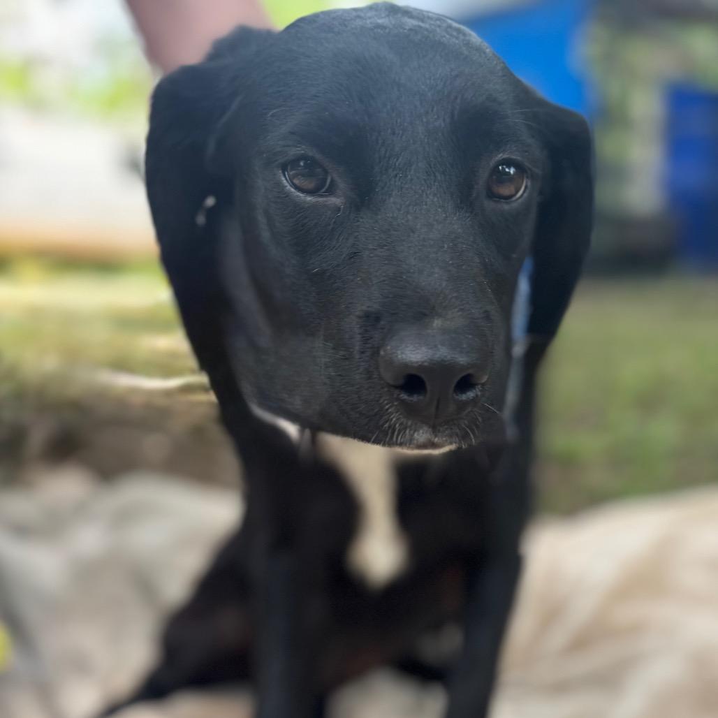 DAFFODIL (purple collar), a Adoptable mixed breed in Lucedale, MS image 2/2