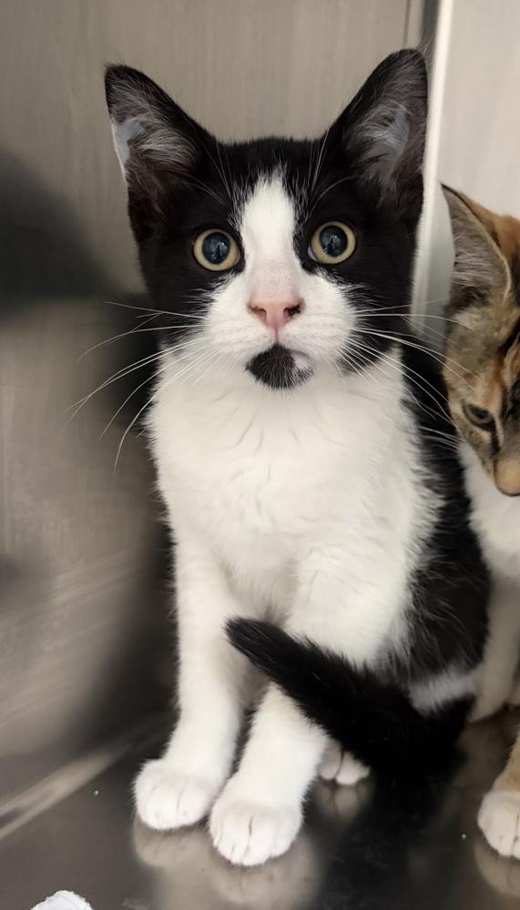 Enlarge Pongo, a Adoptable mixed breed in Challis, ID image 1/1