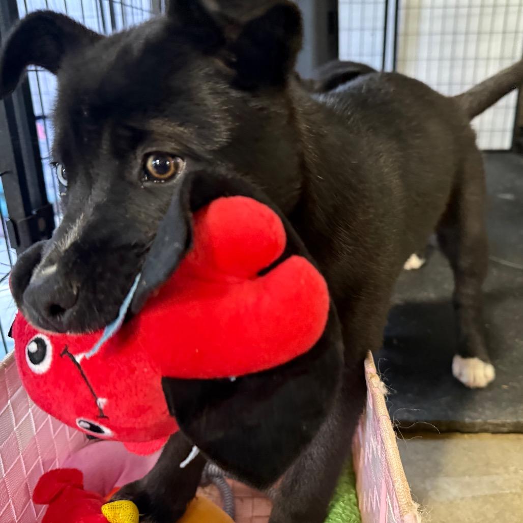 Sandy Cheeks, Adoptable, Puppy Female Shepherd & Husky.