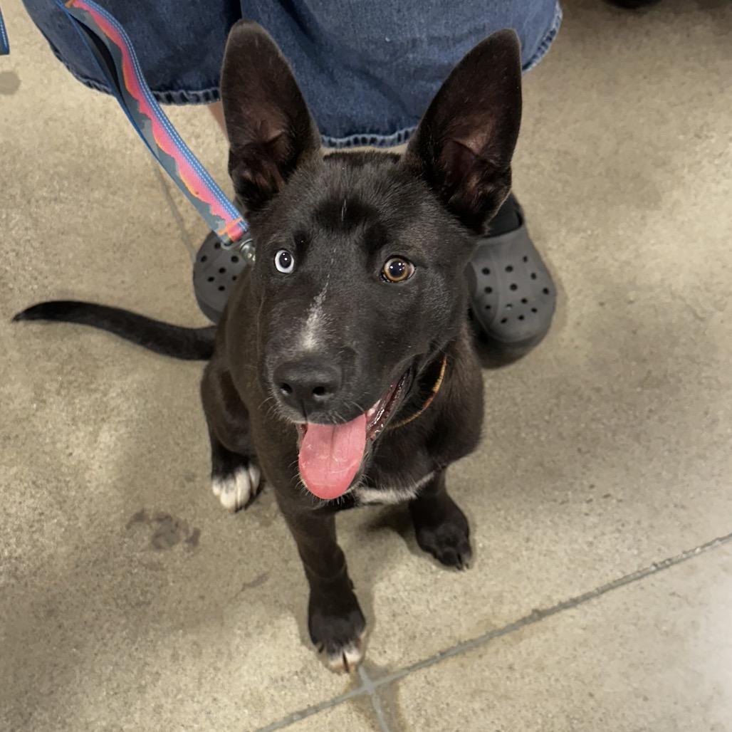 Enlarge Sandy Cheeks, a Adoptable mixed breed in Bellingham, WA image 2/6