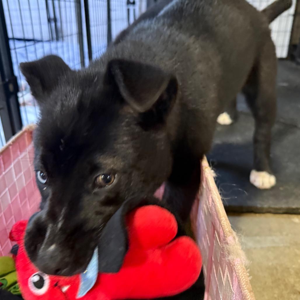 Enlarge Sandy Cheeks, a Adoptable mixed breed in Bellingham, WA image 3/6