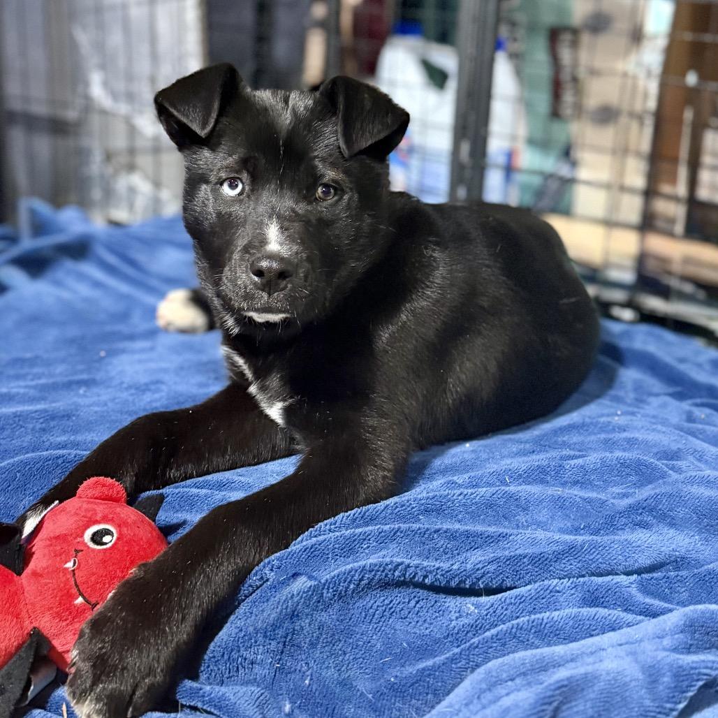 Enlarge Sandy Cheeks, a Adoptable mixed breed in Bellingham, WA image 4/6