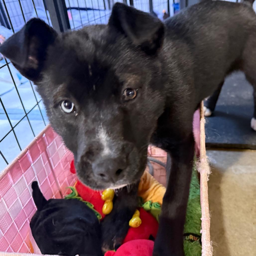 Enlarge Sandy Cheeks, a Adoptable mixed breed in Bellingham, WA image 5/6