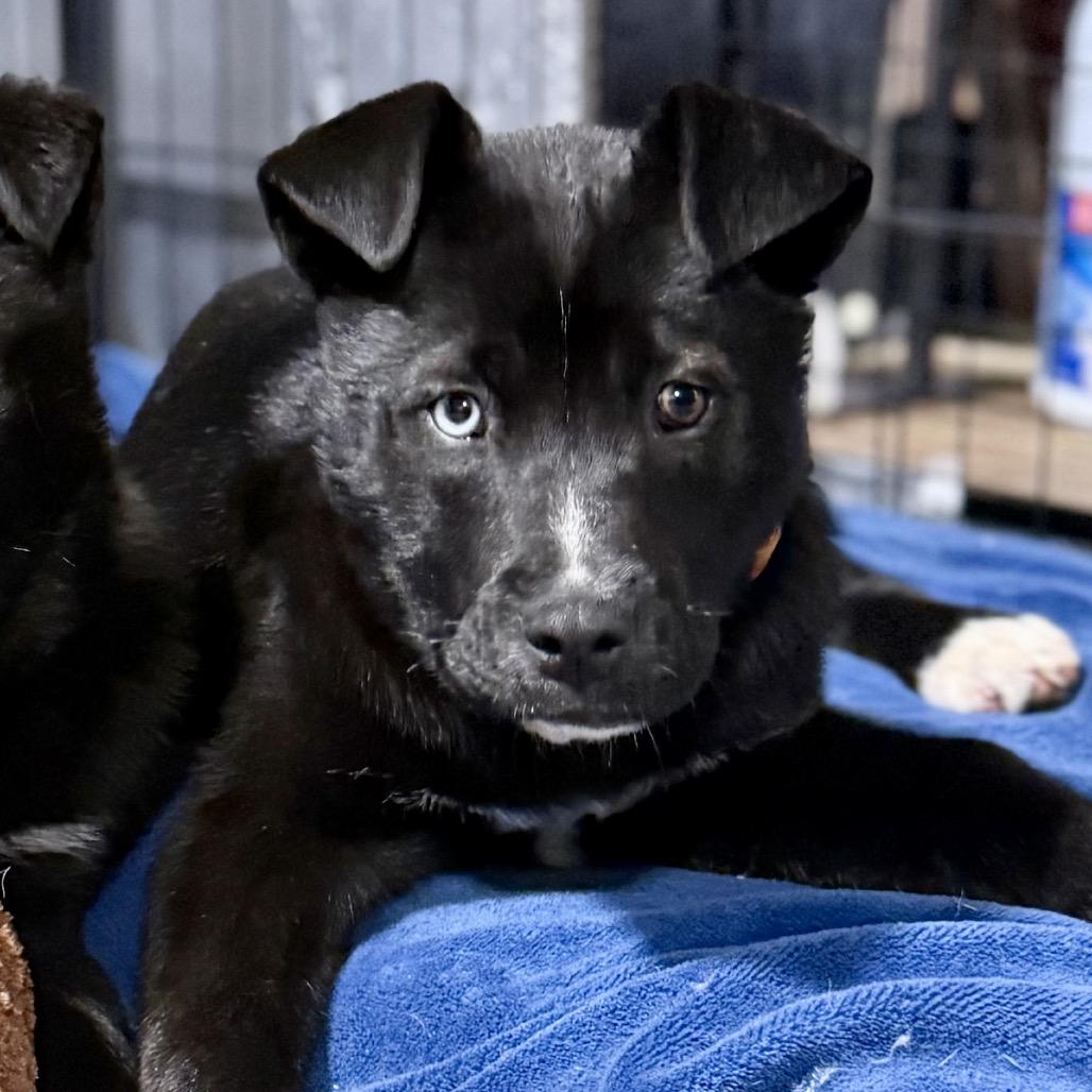 Enlarge Sandy Cheeks, a Adoptable mixed breed in Bellingham, WA image 6/6