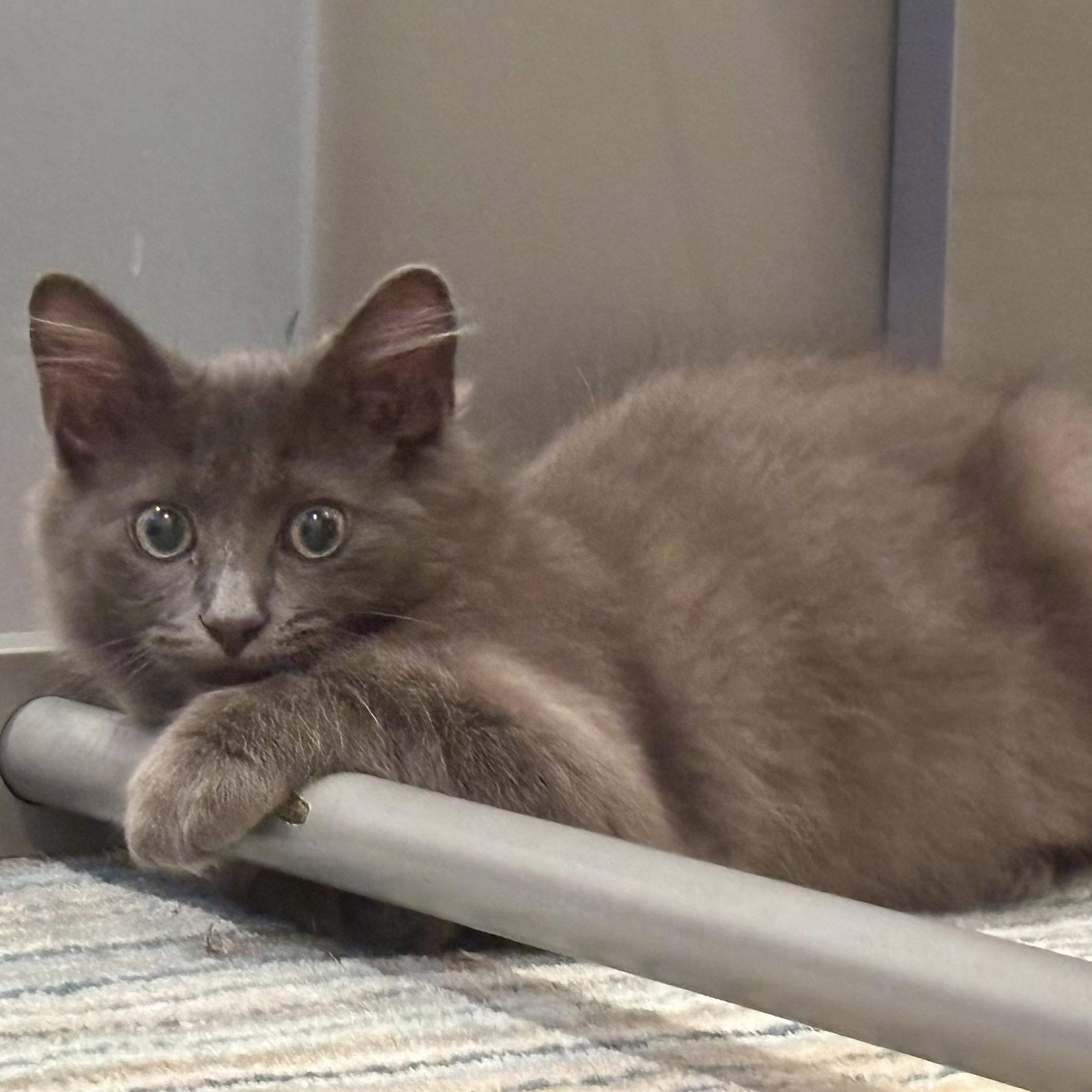 Mossimo, a Adopted mixed breed in Garland, TX image 2/3