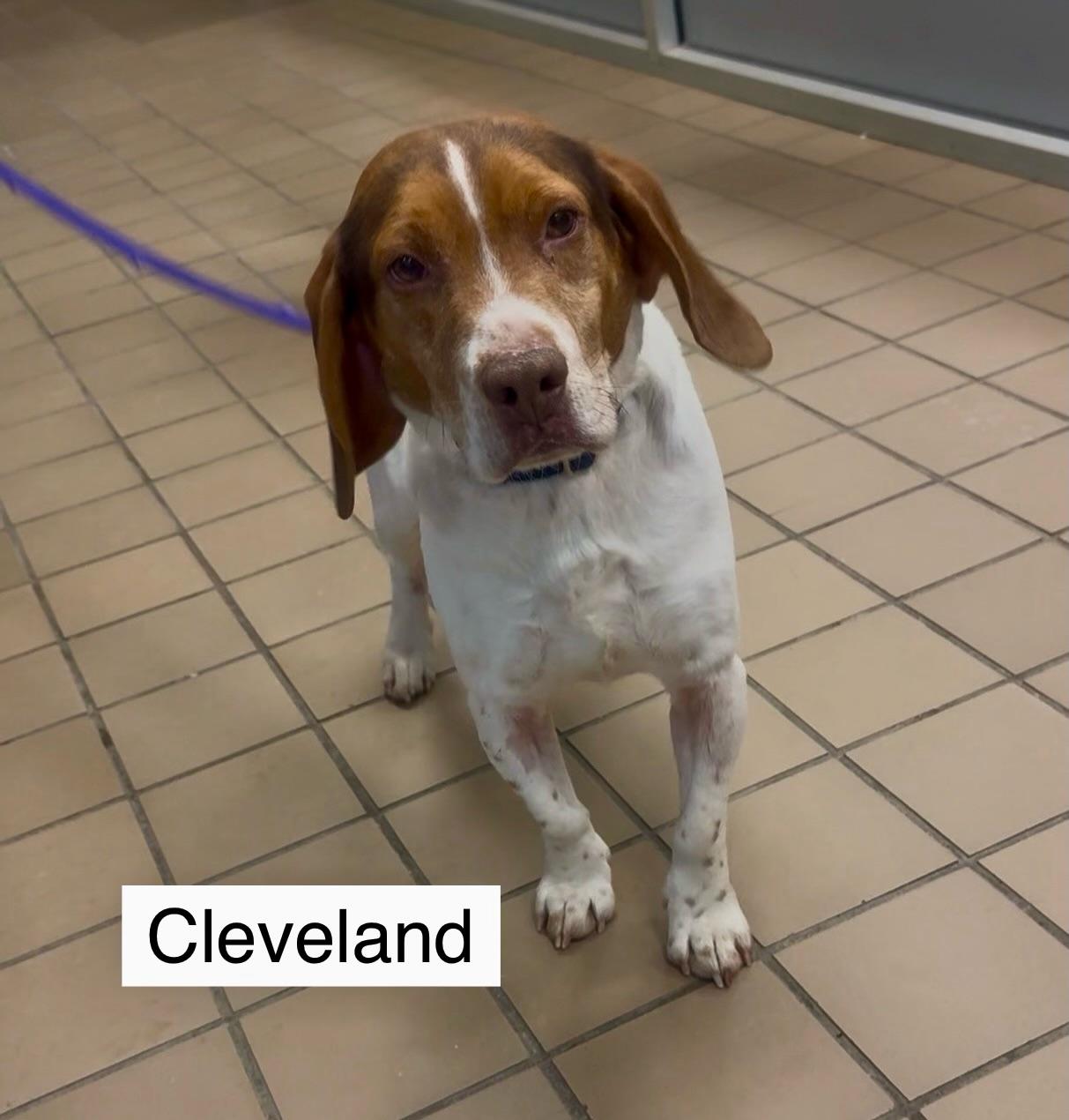 Cleveland thumbnail 2