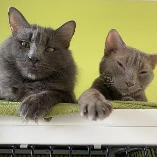 Enlarge Tatsu, a Adoptable mixed breed in Chicago, IL image 2/5